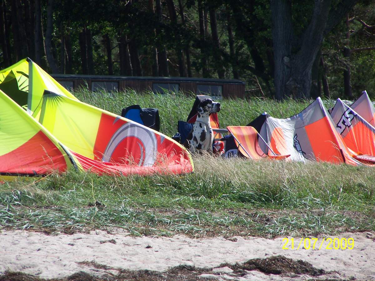 Zum Dank pass' ich jetzt auf die Kites auf!